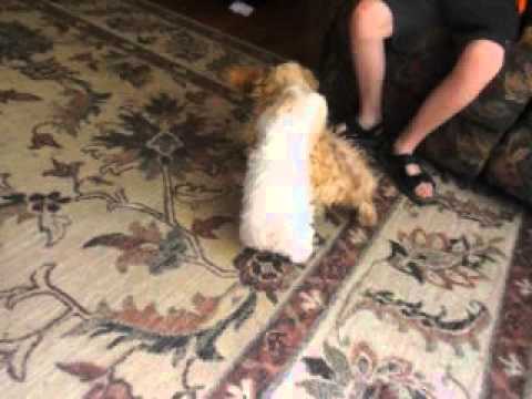 Princess playing hard