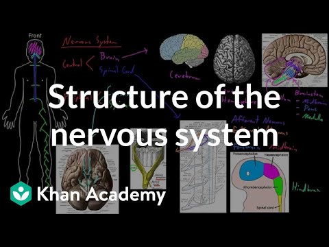 Flow Chart Of Nervous System In Human Beings