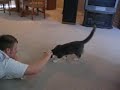 Cat playing fetch with beer bottle cap