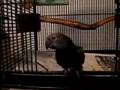hawkheaded parrot bubba