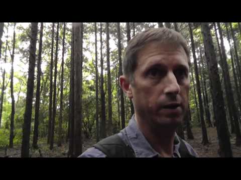 Entering Aokigahara ???? - softypapa adventures_Legjobb videók: Utazás, itt nem kell repülőjegy