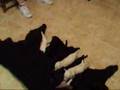 Caniche video