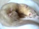 ferret sleeping ferret sleeping