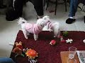 My Dog Loves Your Dog - Maltese Style