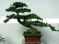 BONSAI !!! photos A.Parent