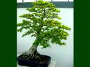 BONSAI !!! photos A.Parent