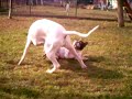 Dogo Argentino fight French Bulldog