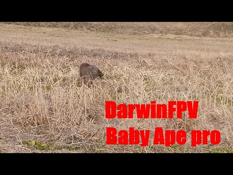 DarwinFPV Baby Ape pro
