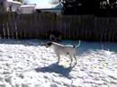 snow dogs