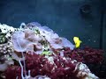 Nano Reef 2
