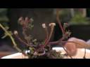 Flower Gardening Tips : How to Grow Moss Rose (Portulaca grandiflora) Flower Gardening Tips : How to Grow Moss Rose (Portulaca grandiflora)