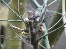 Baby Hummingbirds