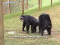 Chimpanzees Released to Island - Lou\ Chimpanzees Released to Island - Lou\