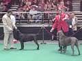 135th Westminster Dog Show - Cane Corso Breed Judging