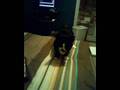 videos de my cat! shadow / kate perry i kissed a girl