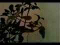 Te Valorizo - Sweet Jardim