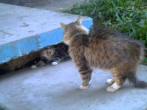 Смотреть видео