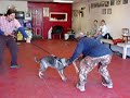Uma the GSD in Training 1 Uma the GSD in Training 1