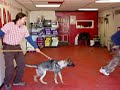 Uma the GSD in Training 1
