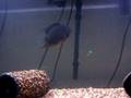videos de 125 gallon oscars, severum clown knife