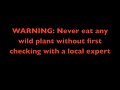EatTheWeeds: Episode 16: Cactus, Opuntia EatTheWeeds: Episode 16: Cactus, Opuntia