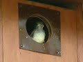 Great Crested Flycatcher nestling ready to fledge!