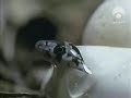 la eclosión de la culebra de herradura