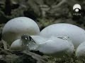 la eclosión de la culebra de herradura
