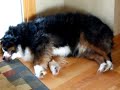 Dog Dreams