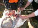 Deer Hunt Brainerd Minnesota Wearing Testicles Deer Hunt Brainerd Minnesota Wearing Testicles