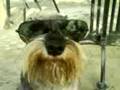 videos de El perro De KAke