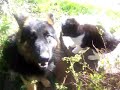 かわいい犬動画