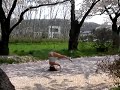 ★北上展勝地公園桜まつりでのハプニング！