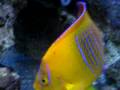 4 Juvenile Clarion Angel
