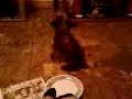 STEPHANiES DOG =]