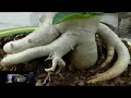 Adenium Contest 2007_FLV