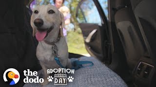 Dog Siblings Go On A Cross-Country Road Trip To Their Forever Homes | The Dodo Adoption Day by The Dodo
