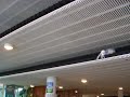 A flying cow