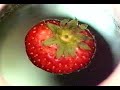 Old School Levitation (strawberry)