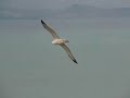Royal Albatross