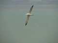 Royal Albatross