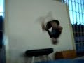 Lihan Lai - Ginastica De Trampolim