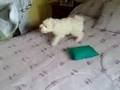 videos de ZIFO