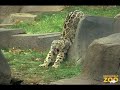 Young Snow Leopards Arrive at Brookfield Zoo