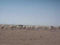 Large flock of sheep in Gun Galuut Nature Reserve Large flock of sheep in Gun Galuut Nature Reserve