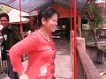 Crocodile Chicken Feeding samutprakarn thailand