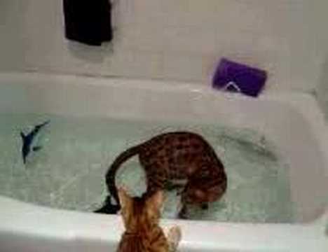 Bathing Bengal