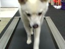 videos de Alaskan Klee Kai- treadmill