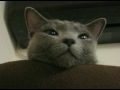 my russian blue cat - 2