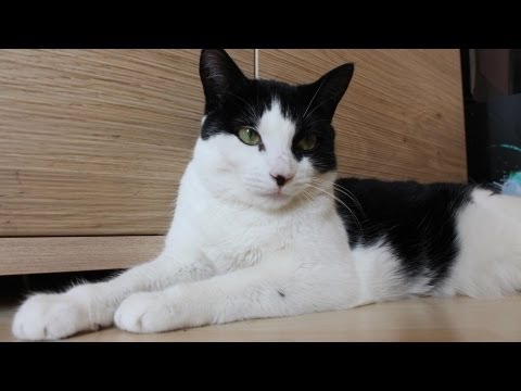 katze - Letzter Film: http://www.youtube.com/watch?v=1w_8HUwIr6c Chosen: http://www.facebook.com/ChosenVowelsZeichnerin?fref=ts Facebook: http://www.facebook.com/pag...